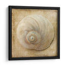 Sepia Shell Vi - Judy Stalus | Cuadro decorativo de Canvas Lab