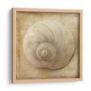 Sepia Shell Vi - Judy Stalus | Cuadro decorativo de Canvas Lab