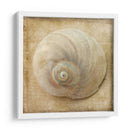 Sepia Shell Vi - Judy Stalus | Cuadro decorativo de Canvas Lab