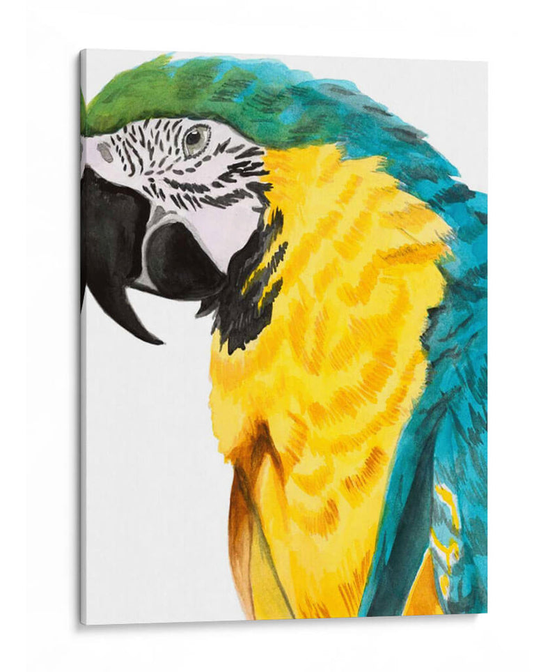 Loro Acuarela - Naomi McCavitt | Cuadro decorativo de Canvas Lab