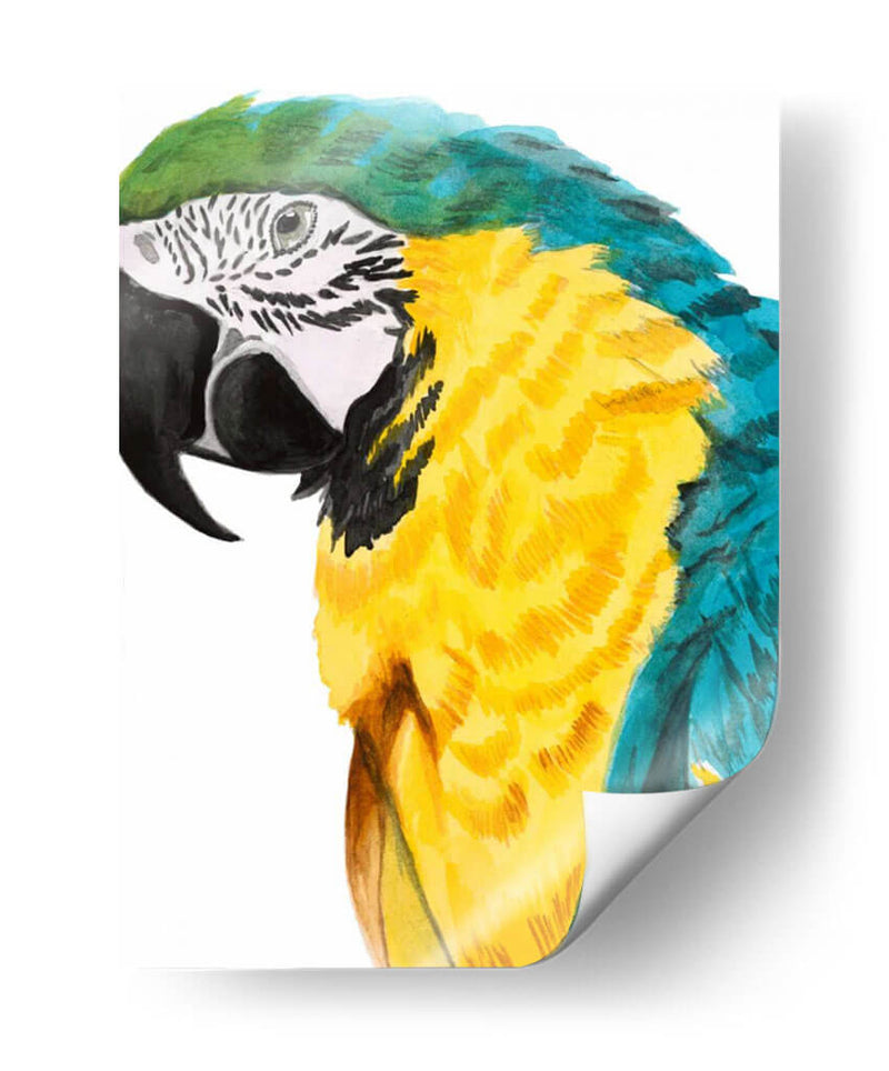 Loro Acuarela - Naomi McCavitt | Cuadro decorativo de Canvas Lab