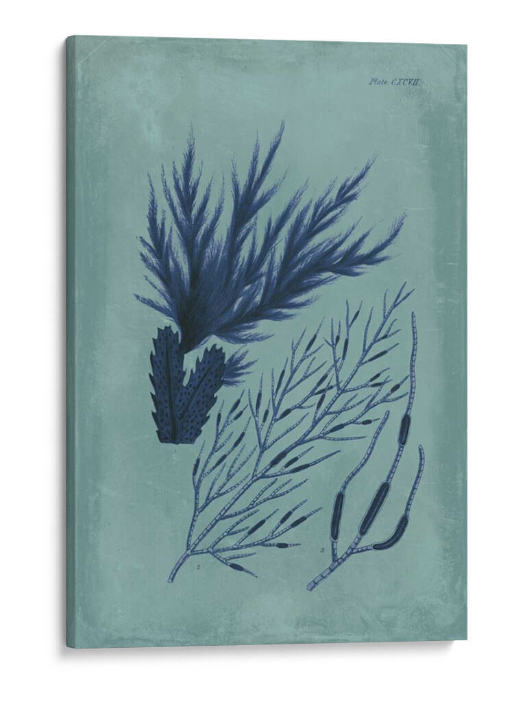 Índio Y Azure Seaweed Ii - Vision Studio | Cuadro decorativo de Canvas Lab