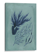 Índio Y Azure Seaweed Ii - Vision Studio | Cuadro decorativo de Canvas Lab