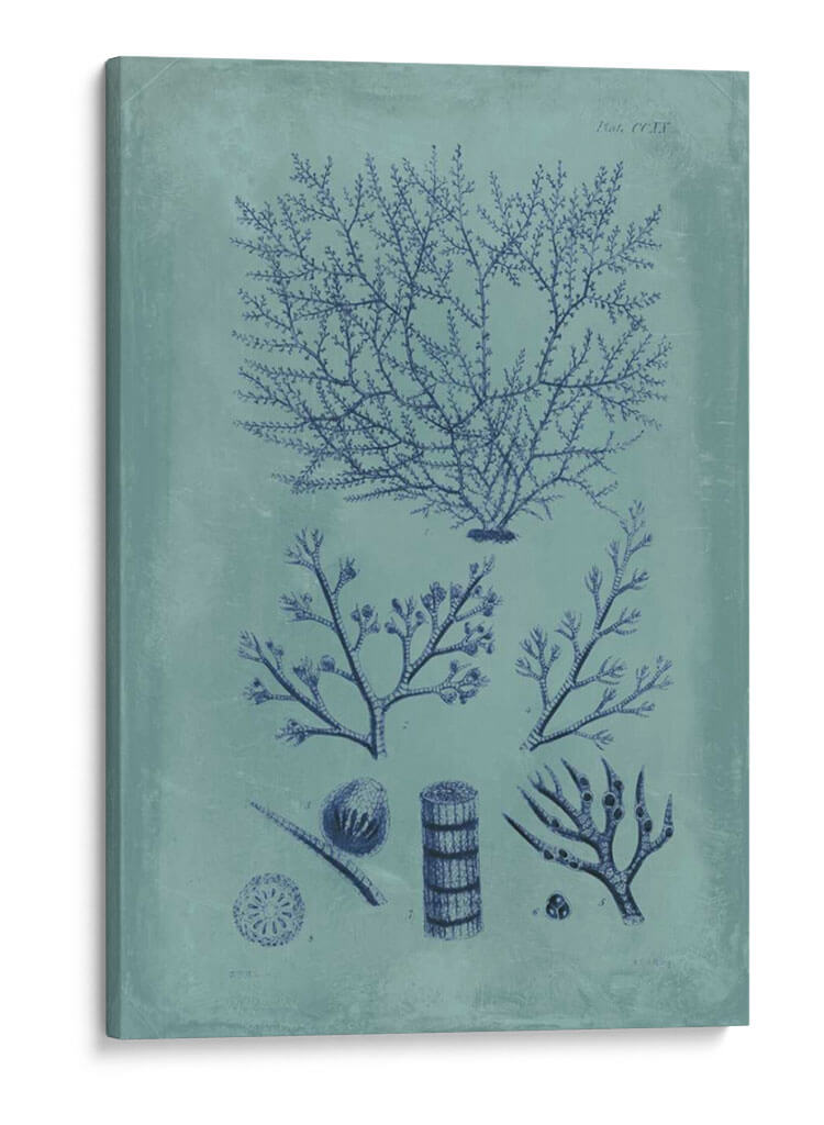 Índio Y Azure Seaweed Iii - Vision Studio | Cuadro decorativo de Canvas Lab
