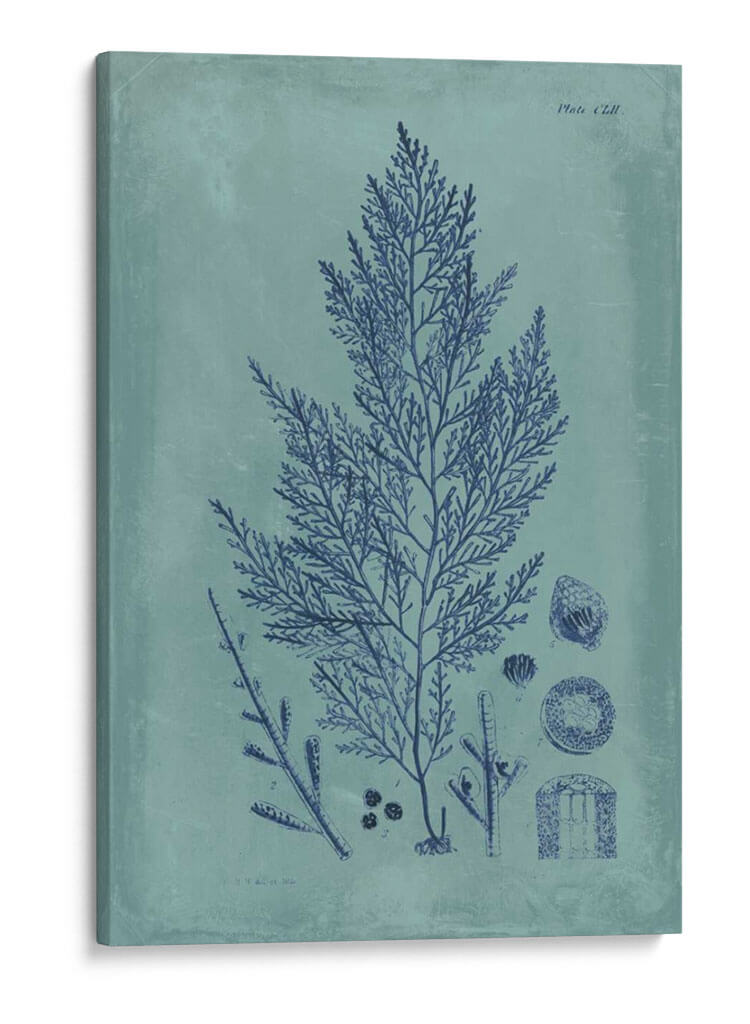 Índio Y Azure Seaweed Iv - Vision Studio | Cuadro decorativo de Canvas Lab