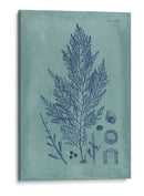 Índio Y Azure Seaweed Iv - Vision Studio | Cuadro decorativo de Canvas Lab