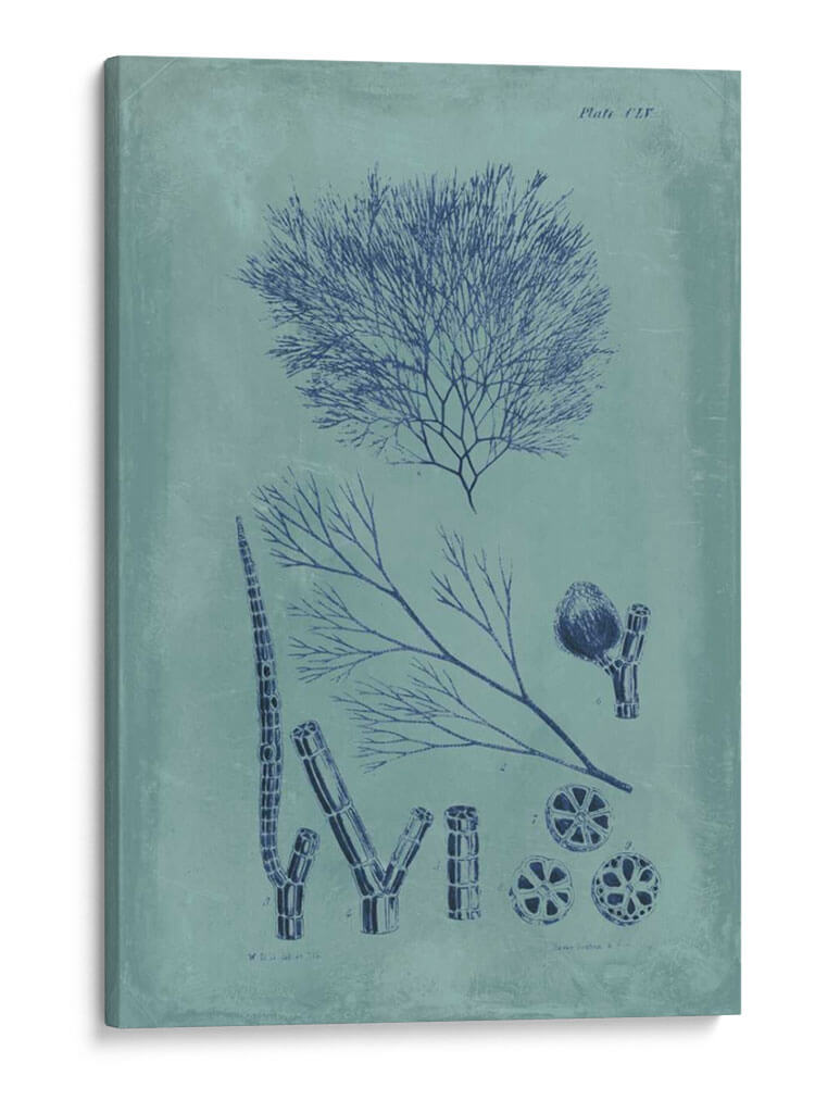 Índio Y Azure Seaweed Vi - Vision Studio | Cuadro decorativo de Canvas Lab
