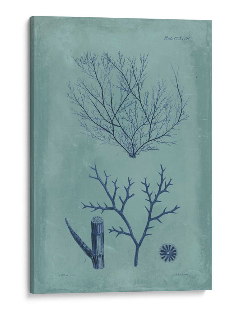 Índio Y Azure Seaweed Vii - Vision Studio | Cuadro decorativo de Canvas Lab
