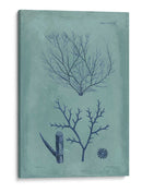 Índio Y Azure Seaweed Vii - Vision Studio | Cuadro decorativo de Canvas Lab