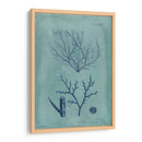 Índio Y Azure Seaweed Vii - Vision Studio | Cuadro decorativo de Canvas Lab
