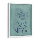 Índio Y Azure Seaweed Vii - Vision Studio | Cuadro decorativo de Canvas Lab