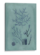 Índio Y Azure Seaweed Viii - Vision Studio | Cuadro decorativo de Canvas Lab