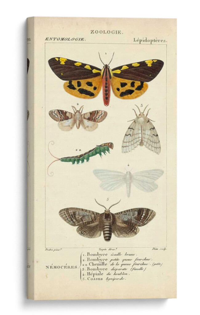 Estudio De Mariposa Antiguo I - Turpin | Cuadro decorativo de Canvas Lab