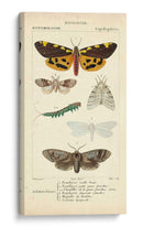 Estudio De Mariposa Antiguo I - Turpin | Cuadro decorativo de Canvas Lab