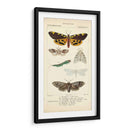 Estudio De Mariposa Antiguo I - Turpin | Cuadro decorativo de Canvas Lab