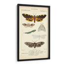 Estudio De Mariposa Antiguo I - Turpin | Cuadro decorativo de Canvas Lab