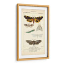 Estudio De Mariposa Antiguo I - Turpin | Cuadro decorativo de Canvas Lab