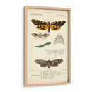 Estudio De Mariposa Antiguo I - Turpin | Cuadro decorativo de Canvas Lab