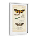 Estudio De Mariposa Antiguo I - Turpin | Cuadro decorativo de Canvas Lab