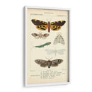 Estudio De Mariposa Antiguo I - Turpin | Cuadro decorativo de Canvas Lab