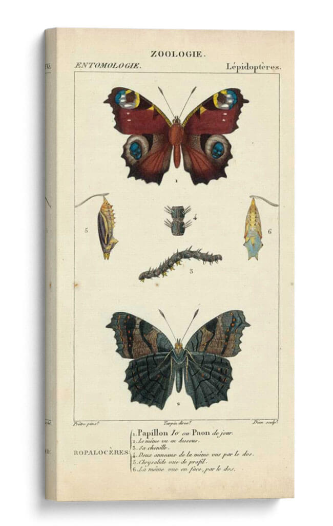 Estudio De Mariposa Antiguo Ii - Turpin | Cuadro decorativo de Canvas Lab