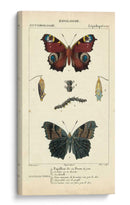 Estudio De Mariposa Antiguo Ii - Turpin | Cuadro decorativo de Canvas Lab