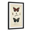 Estudio De Mariposa Antiguo Ii - Turpin | Cuadro decorativo de Canvas Lab