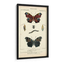 Estudio De Mariposa Antiguo Ii - Turpin | Cuadro decorativo de Canvas Lab