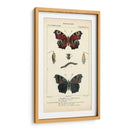 Estudio De Mariposa Antiguo Ii - Turpin | Cuadro decorativo de Canvas Lab