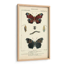 Estudio De Mariposa Antiguo Ii - Turpin | Cuadro decorativo de Canvas Lab