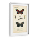 Estudio De Mariposa Antiguo Ii - Turpin | Cuadro decorativo de Canvas Lab