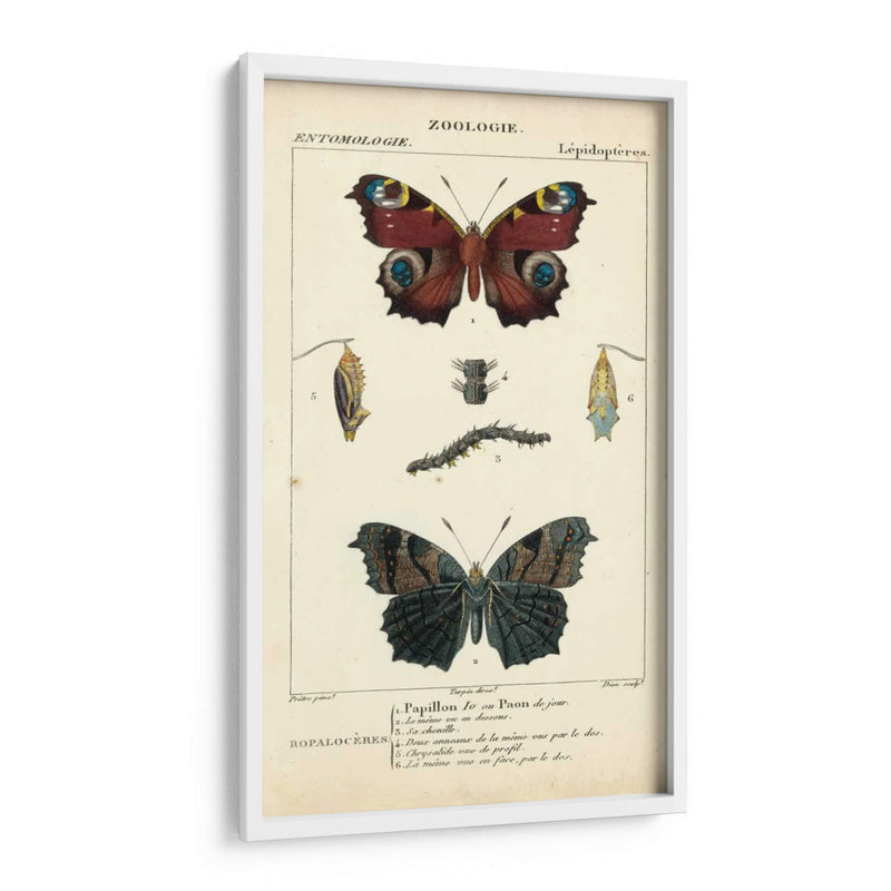 Estudio De Mariposa Antiguo Ii - Turpin | Cuadro decorativo de Canvas Lab