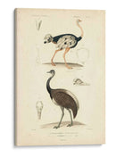 Estudio De Avestruz Antiguo - N. Remond | Cuadro decorativo de Canvas Lab