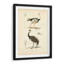 Estudio De Avestruz Antiguo - N. Remond | Cuadro decorativo de Canvas Lab