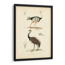 Estudio De Avestruz Antiguo - N. Remond | Cuadro decorativo de Canvas Lab