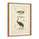 Estudio De Avestruz Antiguo - N. Remond | Cuadro decorativo de Canvas Lab