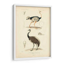Estudio De Avestruz Antiguo - N. Remond | Cuadro decorativo de Canvas Lab