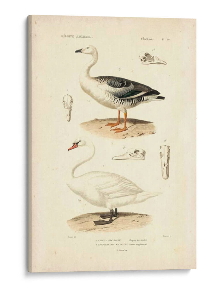 Estudio De Cisne Antiguo - N. Remond | Cuadro decorativo de Canvas Lab