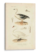 Estudio De Cisne Antiguo - N. Remond | Cuadro decorativo de Canvas Lab