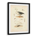 Estudio De Cisne Antiguo - N. Remond | Cuadro decorativo de Canvas Lab