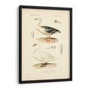 Estudio De Cisne Antiguo - N. Remond | Cuadro decorativo de Canvas Lab