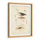 Estudio De Cisne Antiguo - N. Remond | Cuadro decorativo de Canvas Lab