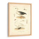 Estudio De Cisne Antiguo - N. Remond | Cuadro decorativo de Canvas Lab