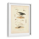 Estudio De Cisne Antiguo - N. Remond | Cuadro decorativo de Canvas Lab