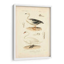Estudio De Cisne Antiguo - N. Remond | Cuadro decorativo de Canvas Lab