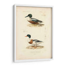 Estudio De Pato Antiguo Ii - N. Remond | Cuadro decorativo de Canvas Lab