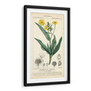 Estudio De Botanique En Amarillo Iii - Turpin | Cuadro decorativo de Canvas Lab