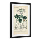 Estudio De Botanique En Lavender I - Turpin | Cuadro decorativo de Canvas Lab