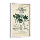 Estudio De Botanique En Lavender I - Turpin | Cuadro decorativo de Canvas Lab