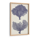 Seafans De Índigo Ii - Vision Studio | Cuadro decorativo de Canvas Lab